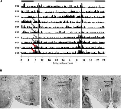 Oxytocinergic Cells of the Hypothalamic Paraventricular Nucleus Are Involved in Food Entrainment